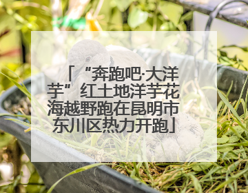 “奔跑吧·大洋芋”红土地洋芋花海越野跑在昆明市东川区热力开跑