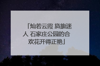 灿若云霞 旖旎迷人 石家庄公园的合欢花开得正艳