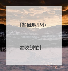 盐碱地里小麦收割忙