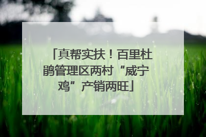 真帮实扶！百里杜鹃管理区两村“威宁鸡”产销两旺