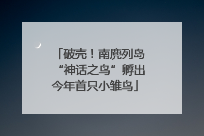 破壳！南麂列岛“神话之鸟”孵出今年首只小雏鸟