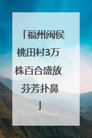 福州闽侯桃田村3万株百合盛放 芬芳扑鼻