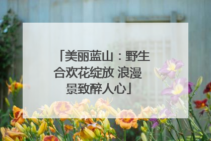 美丽蓝山：野生合欢花绽放 浪漫景致醉人心