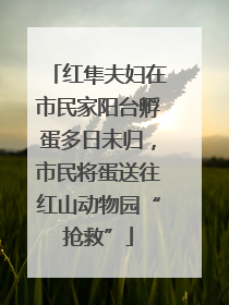红隼夫妇在市民家阳台孵蛋多日未归，市民将蛋送往红山动物园“抢救”