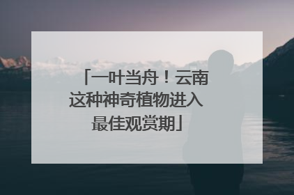 一叶当舟！云南这种神奇植物进入最佳观赏期