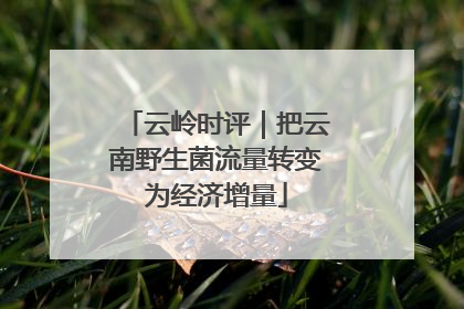 云岭时评｜把云南野生菌流量转变为经济增量