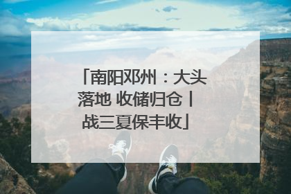 南阳邓州：大头落地 收储归仓丨战三夏保丰收