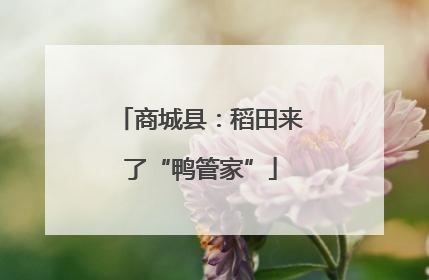 商城县：稻田来了“鸭管家”