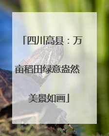 四川高县：万亩稻田绿意盎然 美景如画