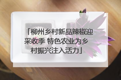 柳州乡村新品辣椒迎采收季 特色农业为乡村振兴注入活力