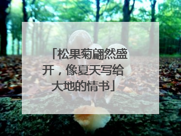松果菊翩然盛开，像夏天写给大地的情书