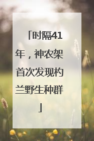 时隔41年，神农架首次发现杓兰野生种群