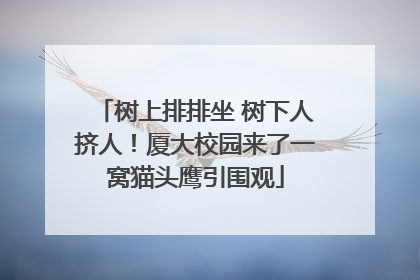 树上排排坐 树下人挤人！厦大校园来了一窝猫头鹰引围观