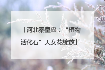 河北秦皇岛：“植物活化石”天女花绽放