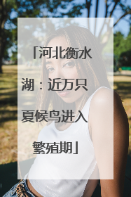 河北衡水湖：近万只夏候鸟进入繁殖期