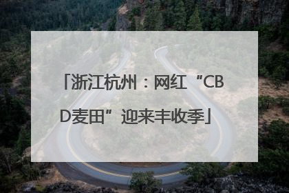 浙江杭州：网红“CBD麦田”迎来丰收季