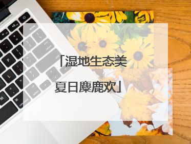 湿地生态美 夏日麋鹿欢