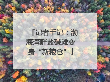 记者手记：渤海湾畔盐碱滩变身“新粮仓”