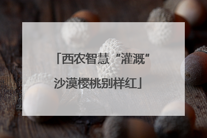 西农智慧“灌溉” 沙漠樱桃别样红