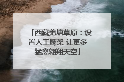 西藏羌塘草原：设置人工鹰架 让更多猛禽翱翔天空