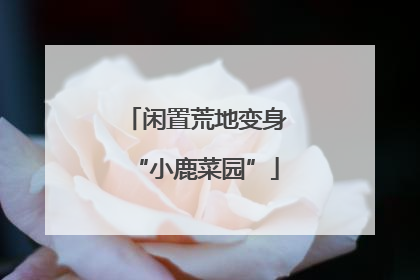 闲置荒地变身“小鹿菜园”