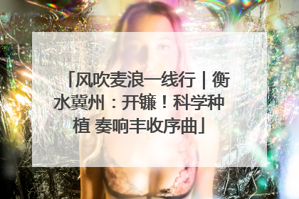 风吹麦浪一线行｜衡水冀州：开镰！科学种植 奏响丰收序曲