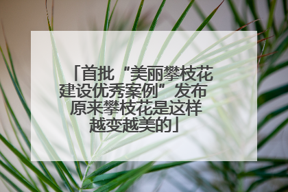 首批“美丽攀枝花建设优秀案例”发布 原来攀枝花是这样越变越美的