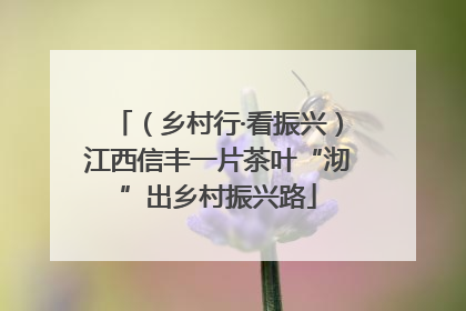 （乡村行·看振兴）江西信丰一片茶叶“沏”出乡村振兴路